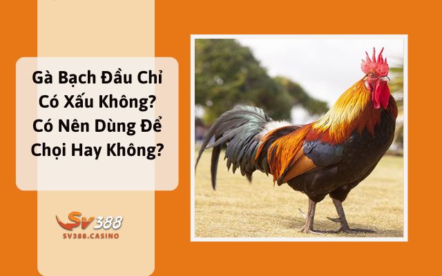 Gà Bạch Đầu Chỉ Có Xấu Không? Có Nên Dùng Để Chọi Hay Không?